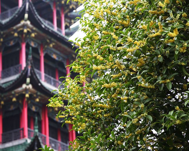 日游蒙旅国际吃喝玩乐重庆旅游十大推荐PG麻将胡了2试玩重庆旅游纯玩小团5(图7)